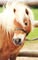 Shetland Pony Club