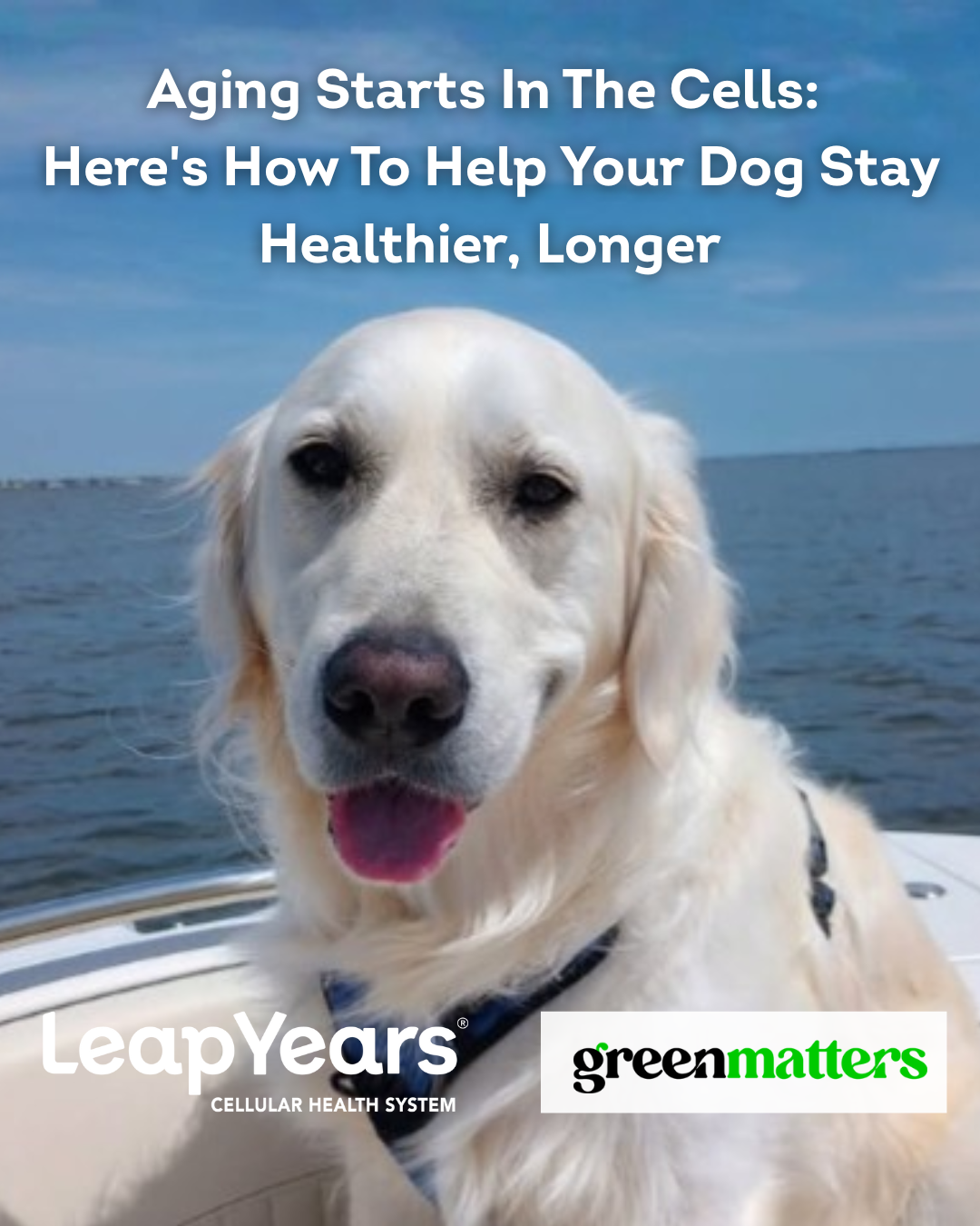 Leap Years Dogs Facebook ad