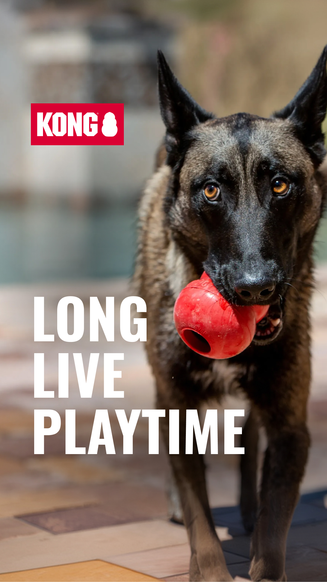KONG Facebook ad: Built To Outlast Chew Time