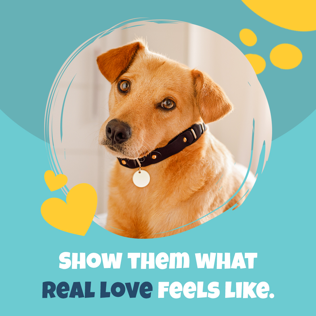 Peggy Adams Animal Rescue League Facebook ad