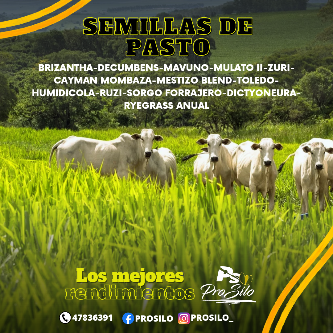 Pro silo Facebook ad: Cotiza tus semillas de pasto