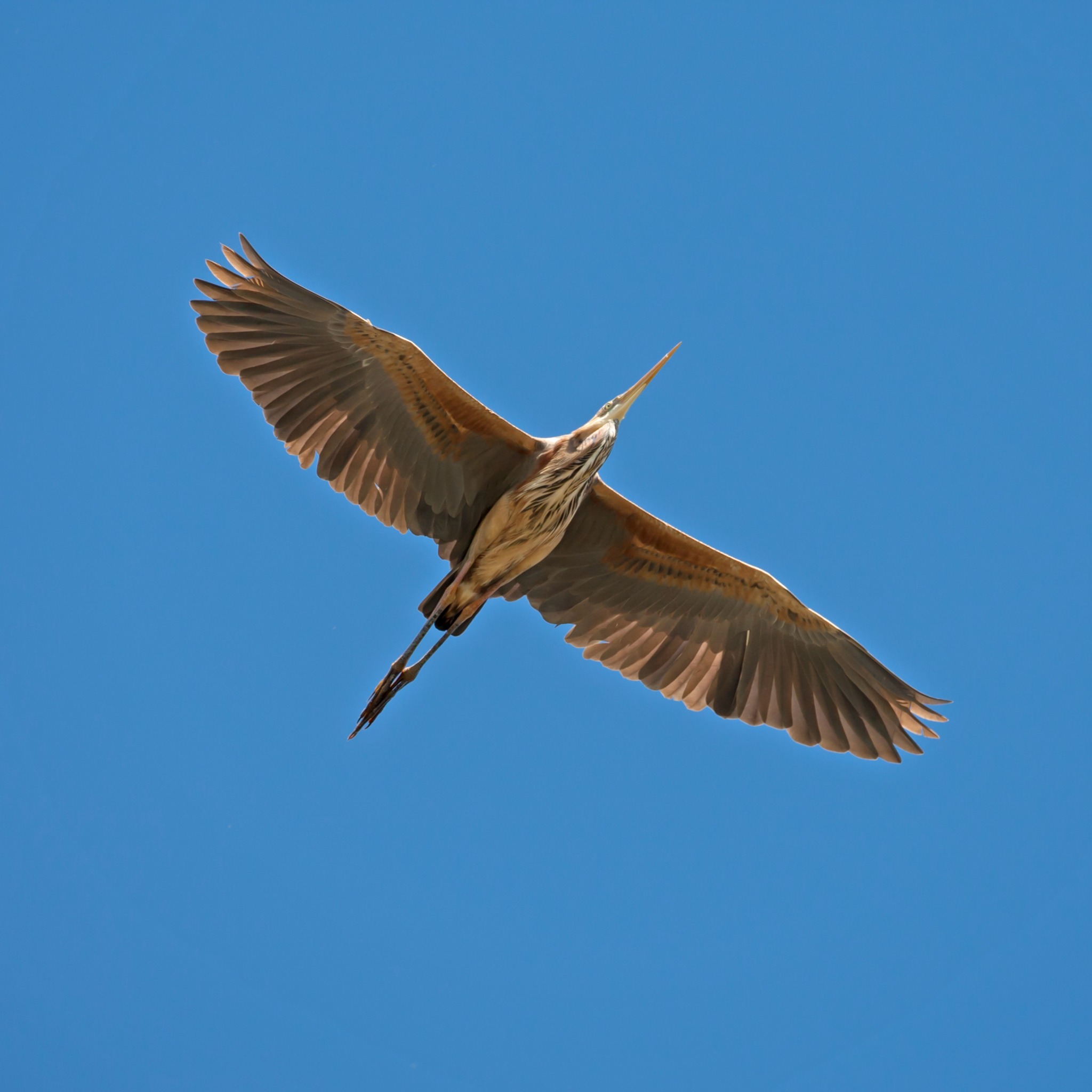 RSPB Facebook ad