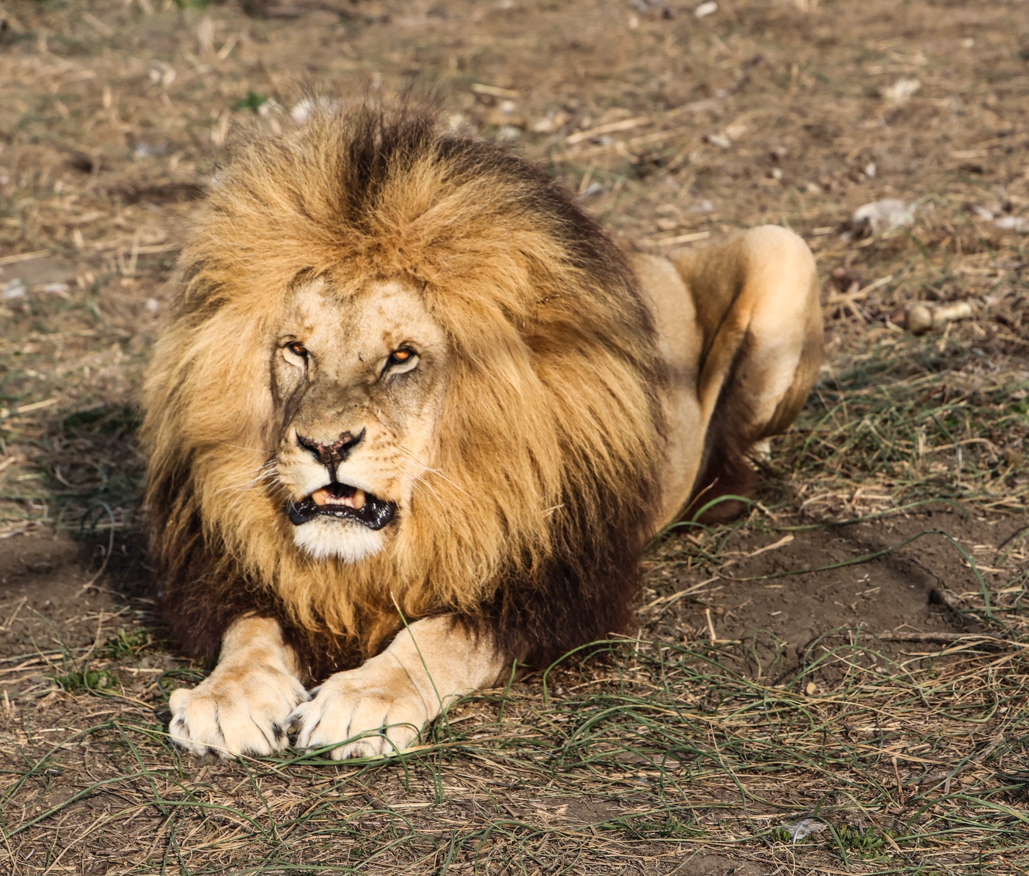 SvW Wildlife & Landscape Photography Facebook ad: 𝗠𝗘𝗘𝗧 𝗦𝗧𝗢𝗥𝗠 - 𝗧𝗛𝗘 𝗞𝗜𝗡𝗚 𝗢𝗙…