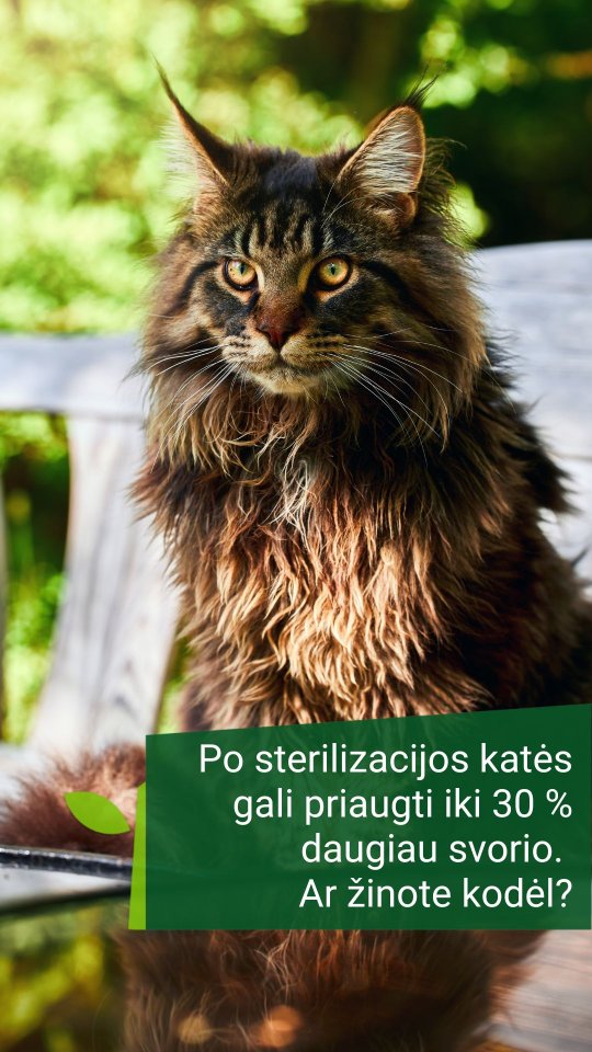 Žaliastotelė.lt Facebook ad: Monge Sterilised su antiena, daug baltymų, kontroliuojamas…