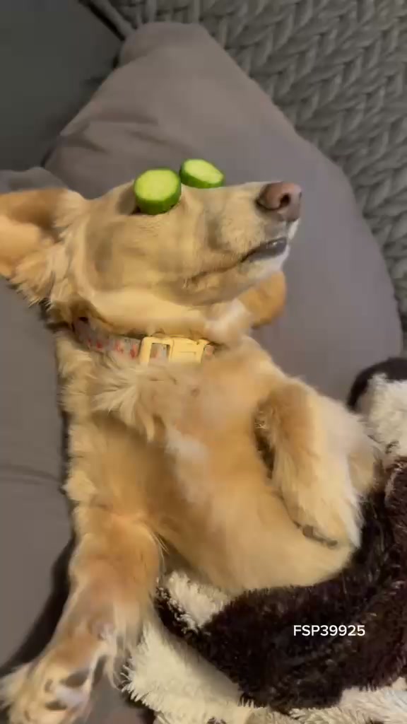 dotsure.co.za Pet Insurance Facebook ad: Nova is officially spring-ready Fresh air, grooming, vet…