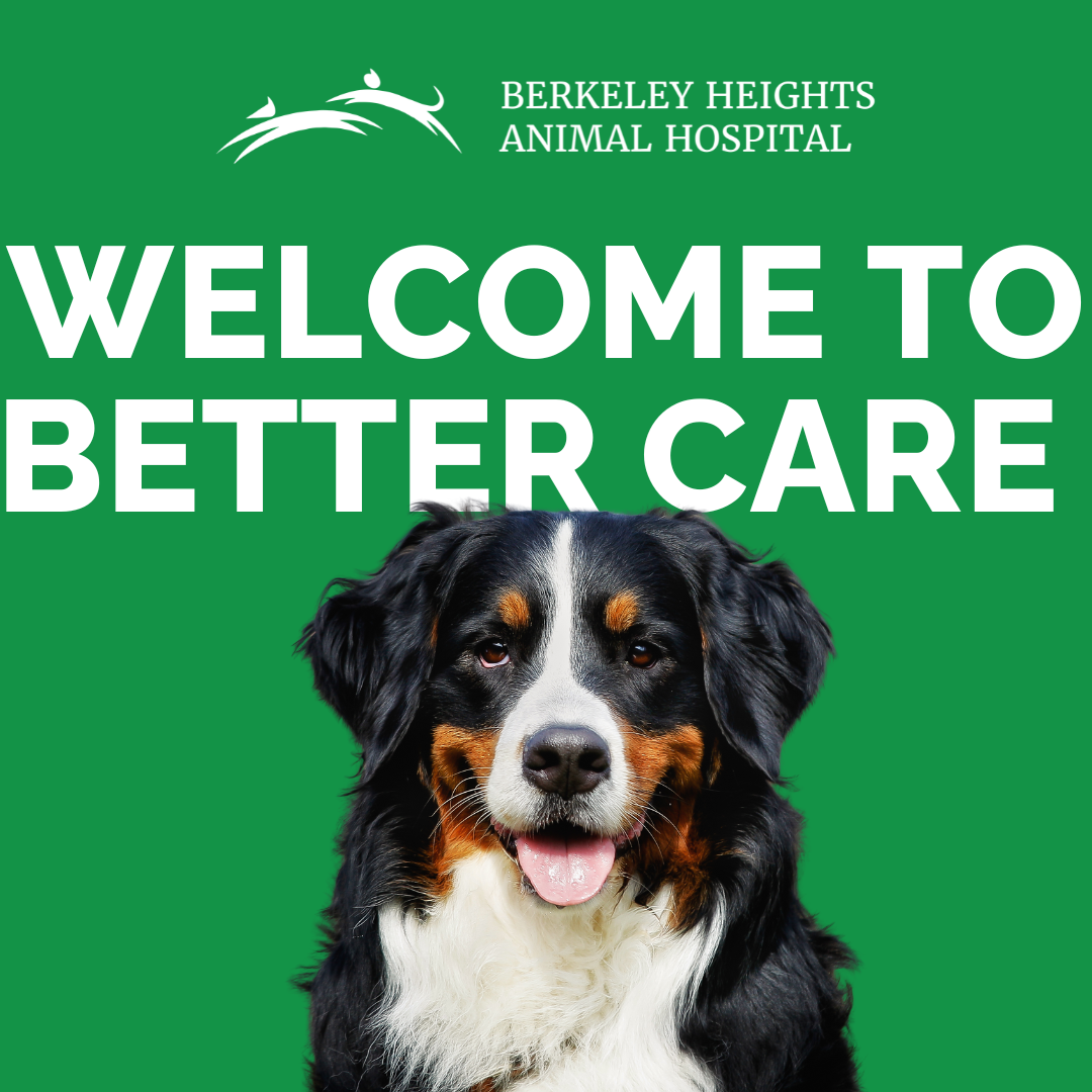 Berkeley Heights Animal Hospital Facebook ad