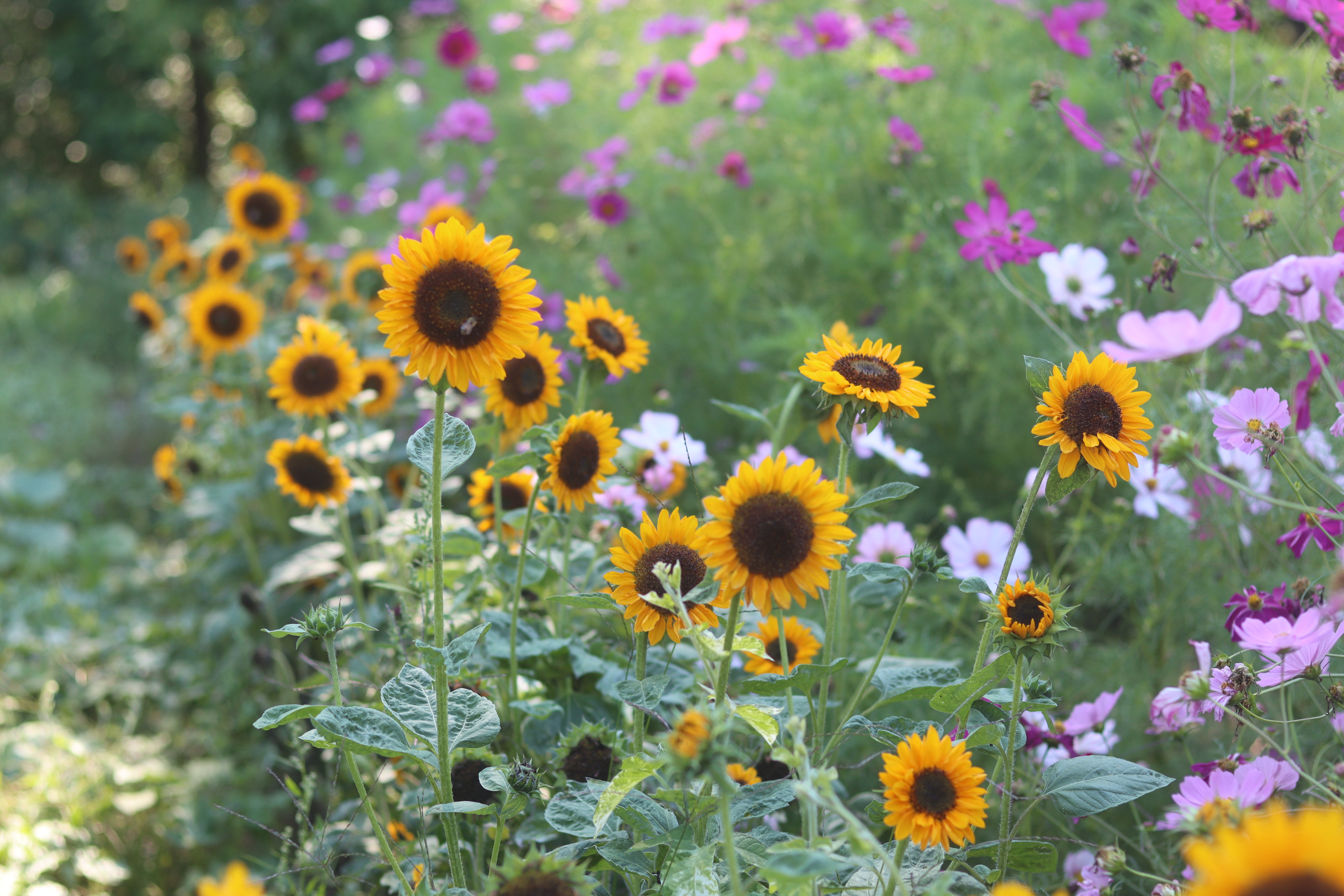 Annapolis Seeds Facebook ad: Celebrate seed biodiversity!