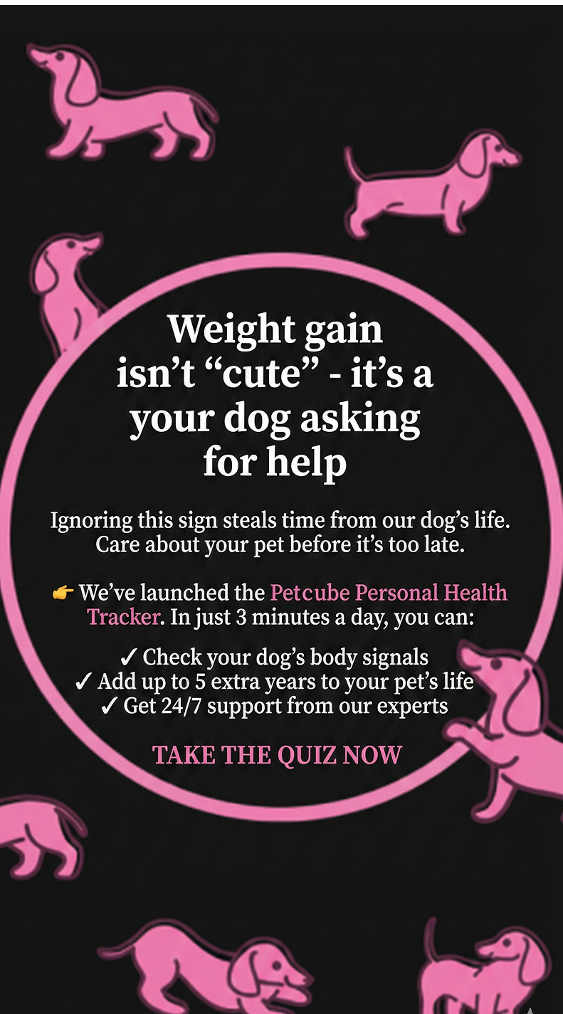 Petcube Facebook ad