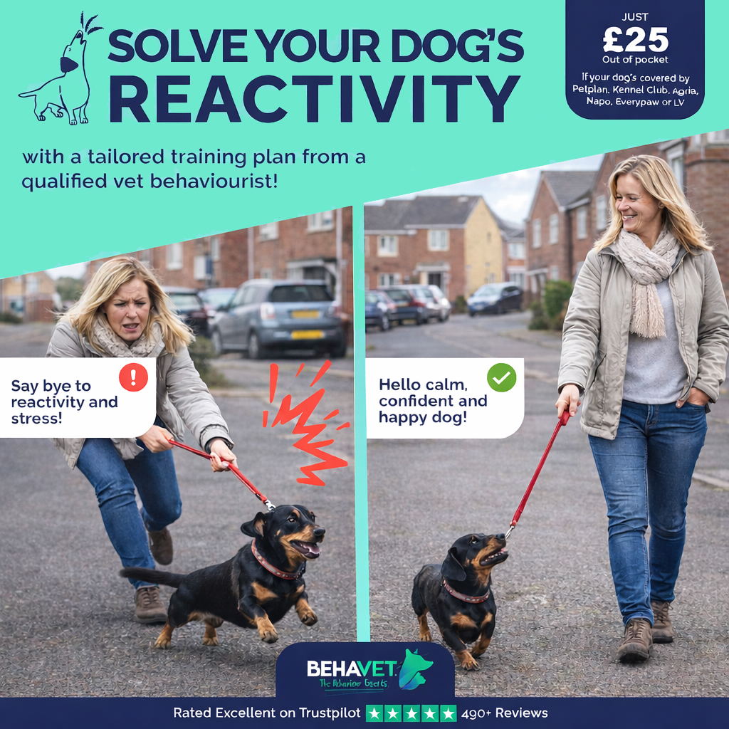 Behavet: The Pet Behaviour Experts Facebook ad