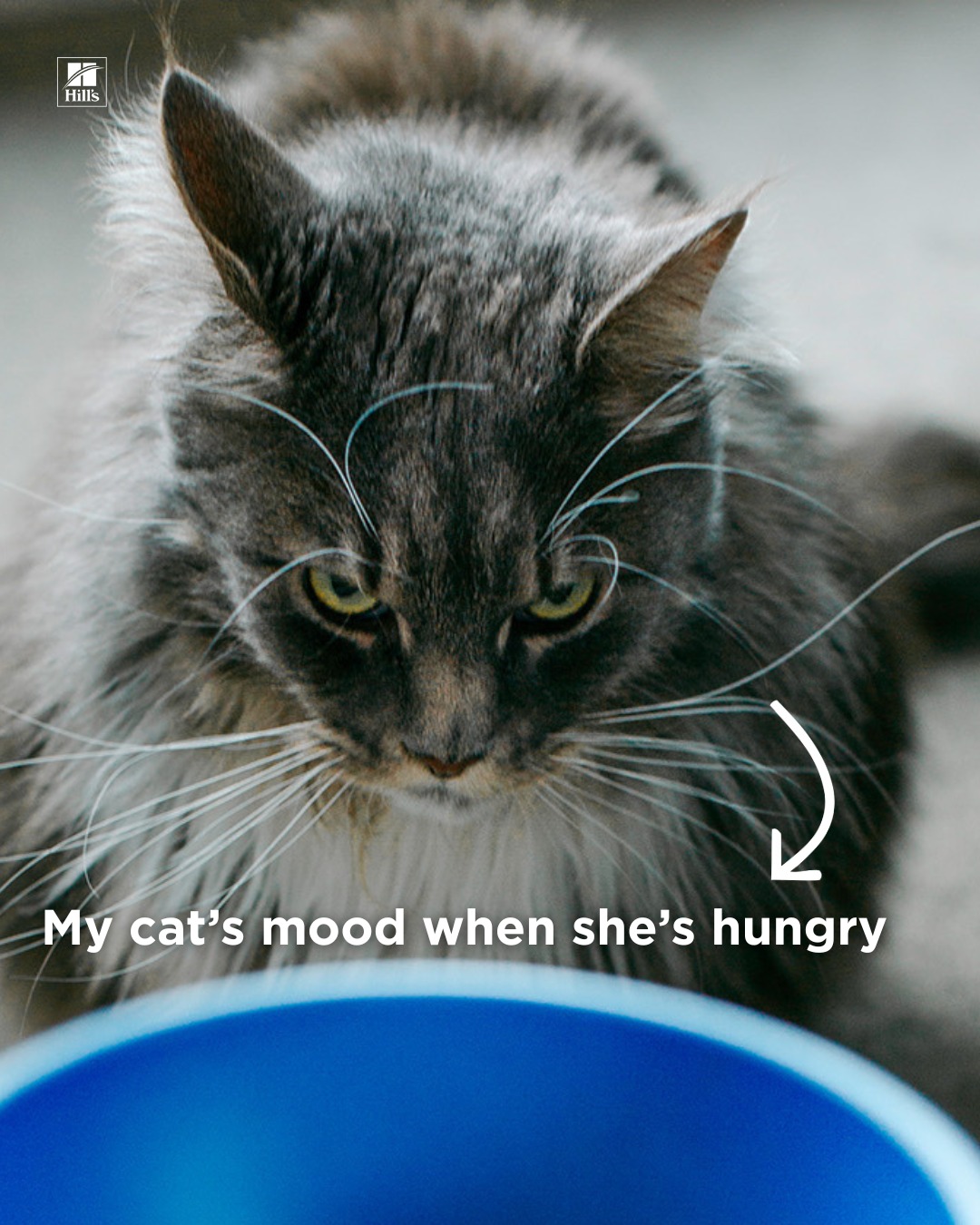 Hill’s Pet Nutrition Facebook ad: From grumpy to grateful in one pouch.