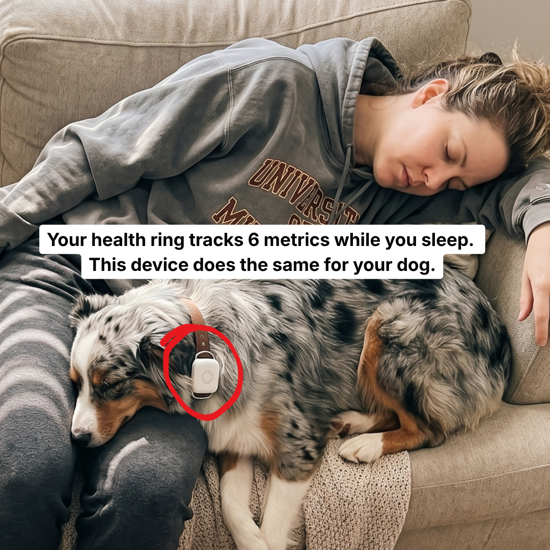 Maven Pet Facebook ad