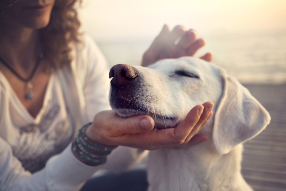 Coulter Mobile Veterinary Services Facebook ad: Heart With Wings