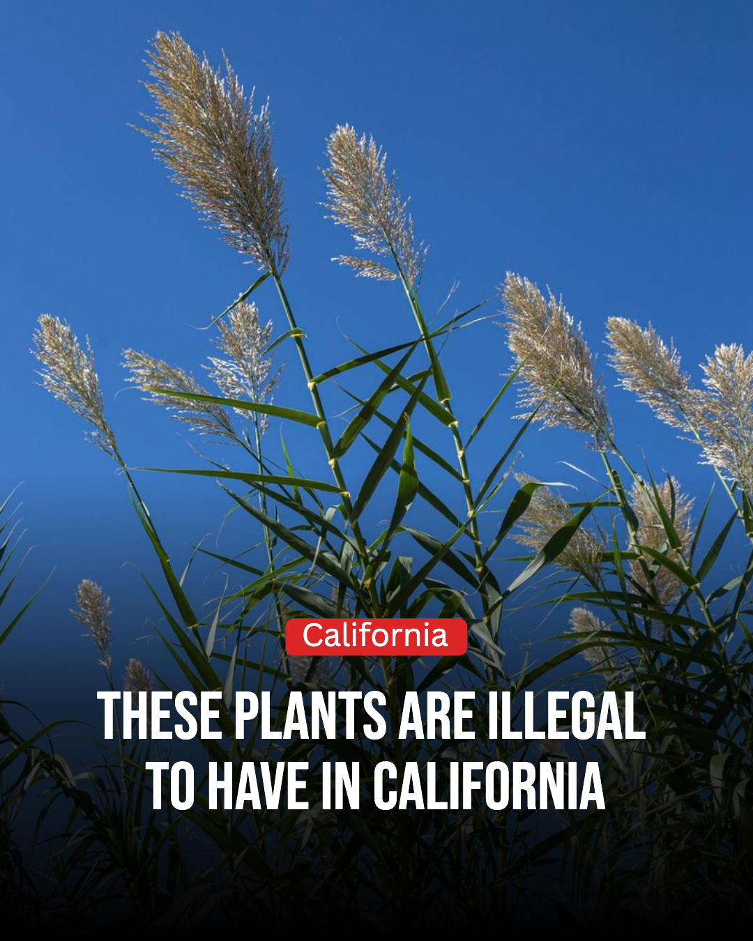 California Gardener Facebook ad: 10 Illegal Plants You Should Never Grow In California
