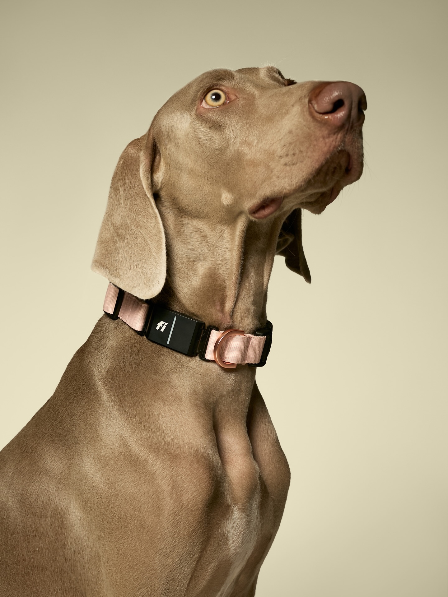 Dogistry Facebook ad