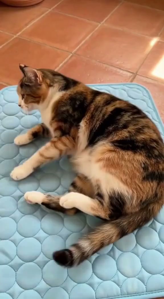 Cornfloweri Facebook ad: Premium Cooling Mat for Dogs & Cats, Breathable…
