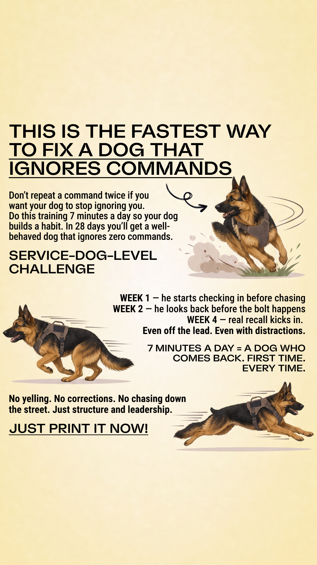 Dog Training Program Facebook ad: Take the lead. Start now