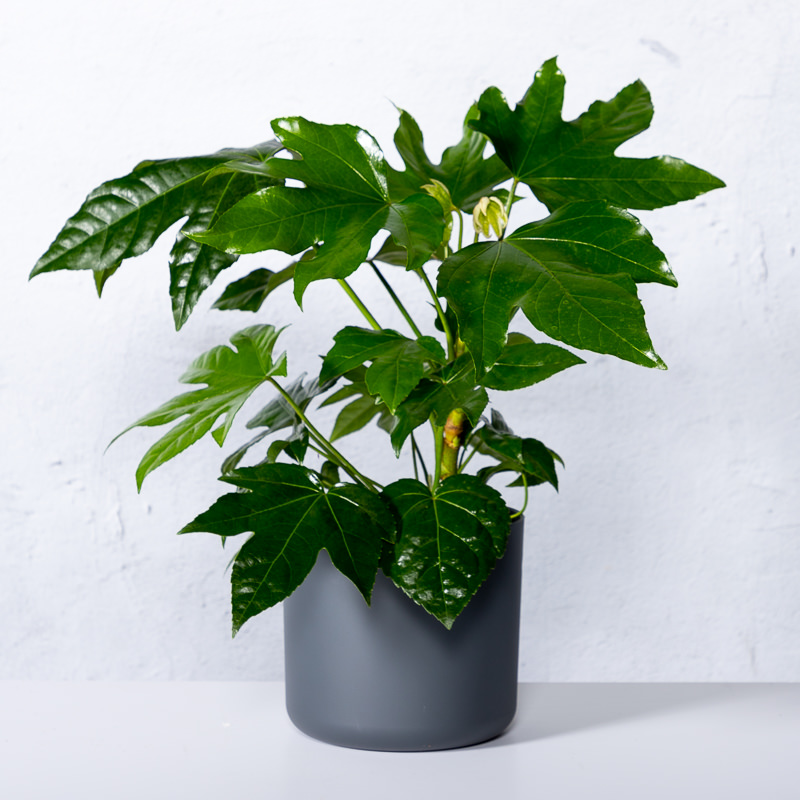 Tuincentrum.nl Facebook ad