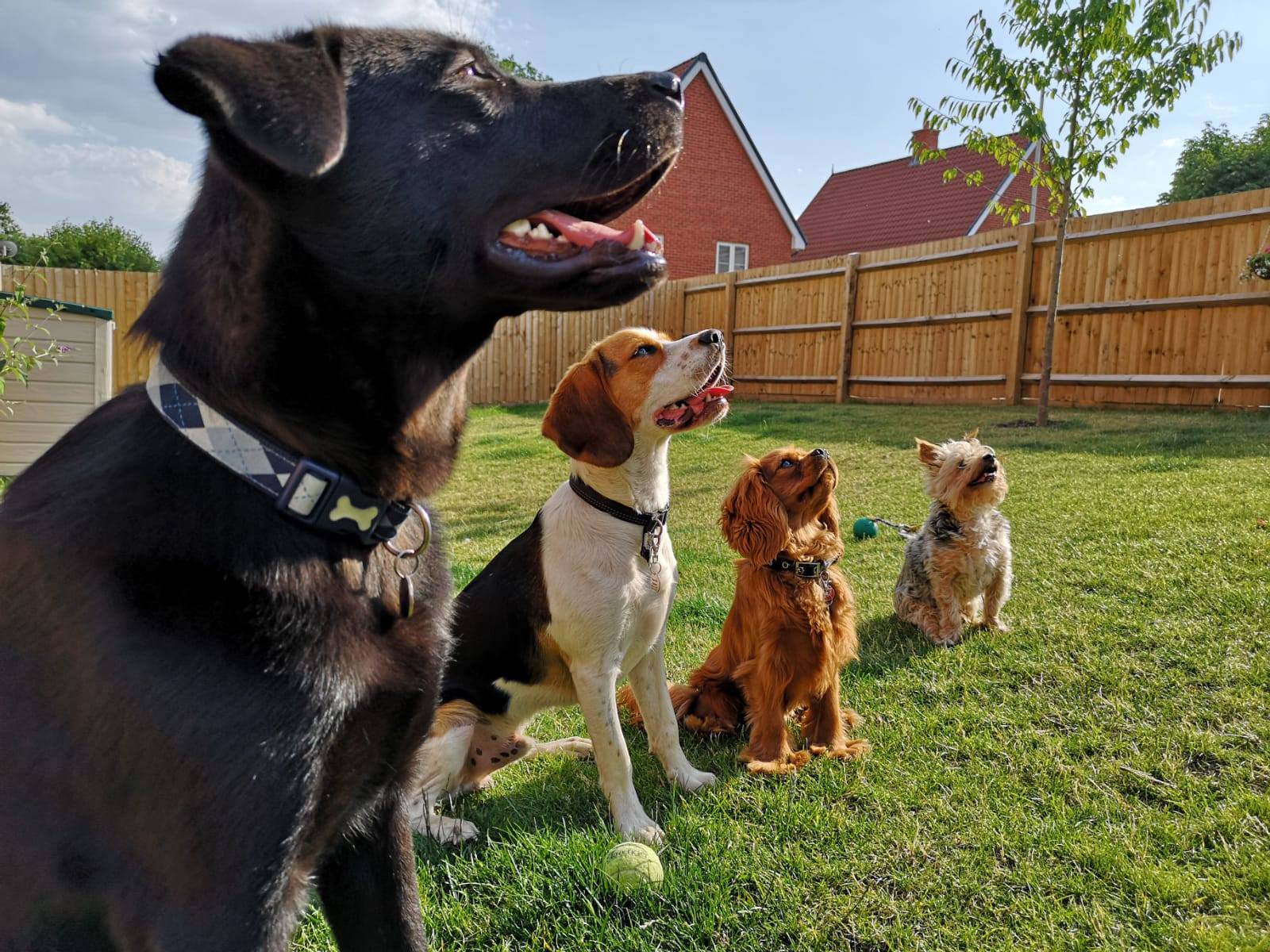 Creature Coaching Facebook ad: Dog & Puppy Training