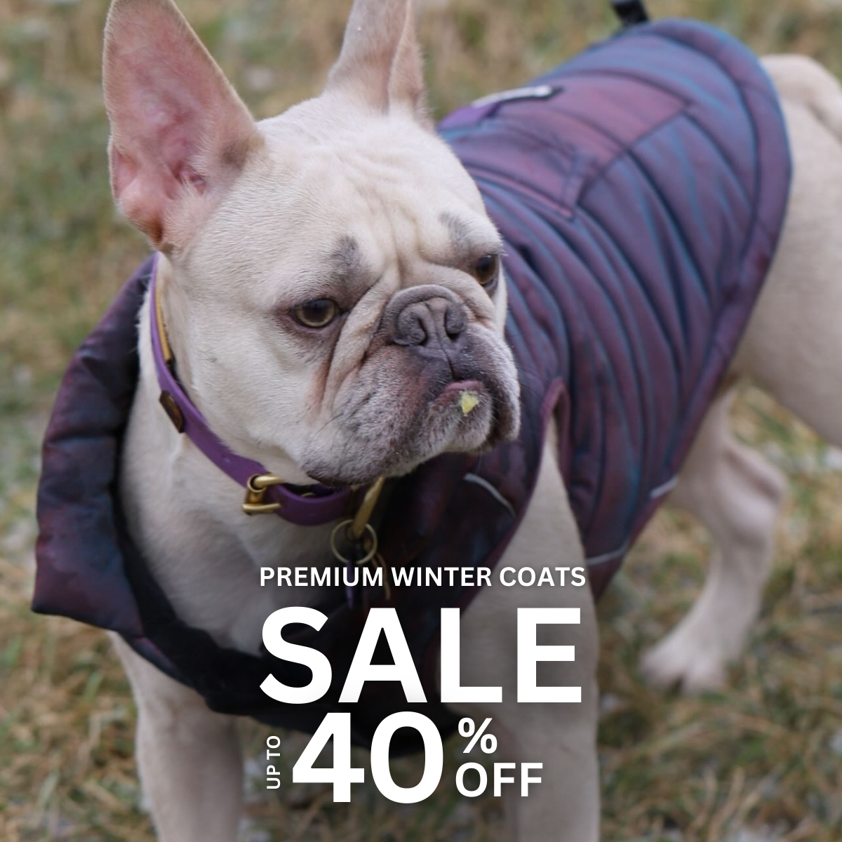 Spark Paws Facebook ad