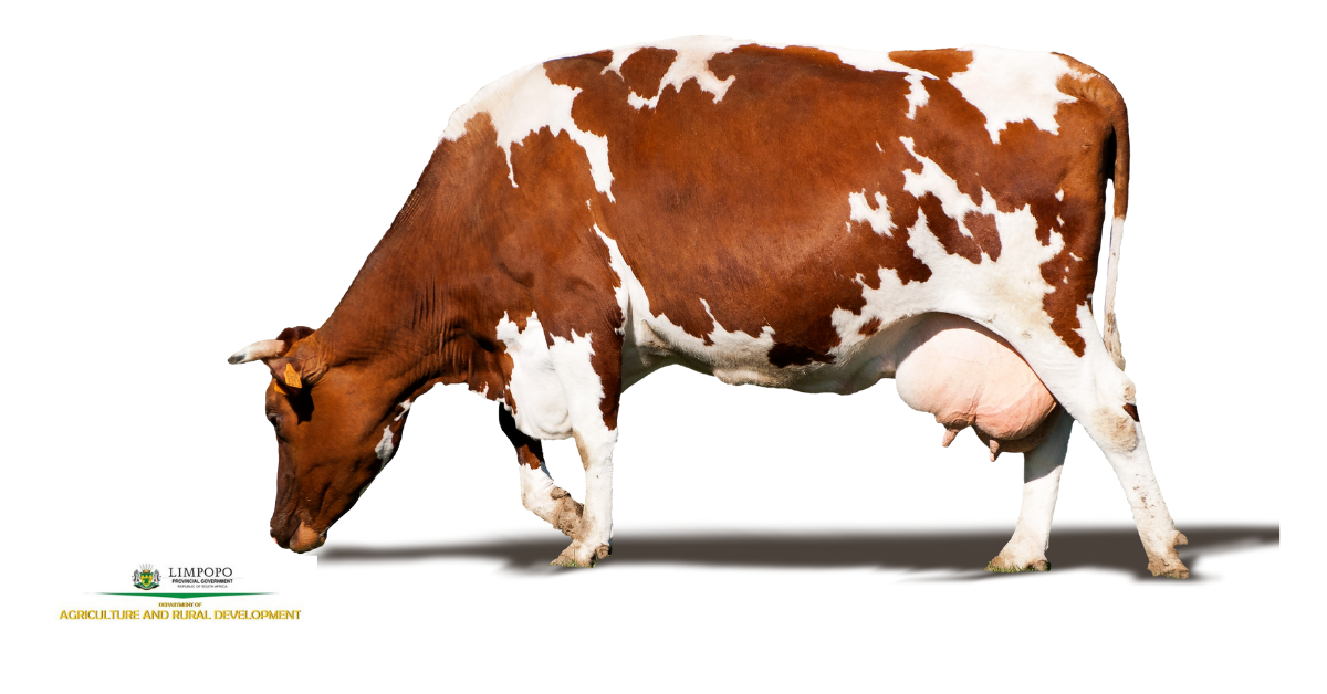 Agriculture Lulekani Facebook ad: Sibasa State Veternarian