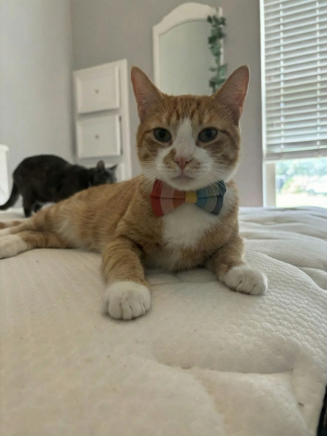 Cat Parent Secrets Facebook ad