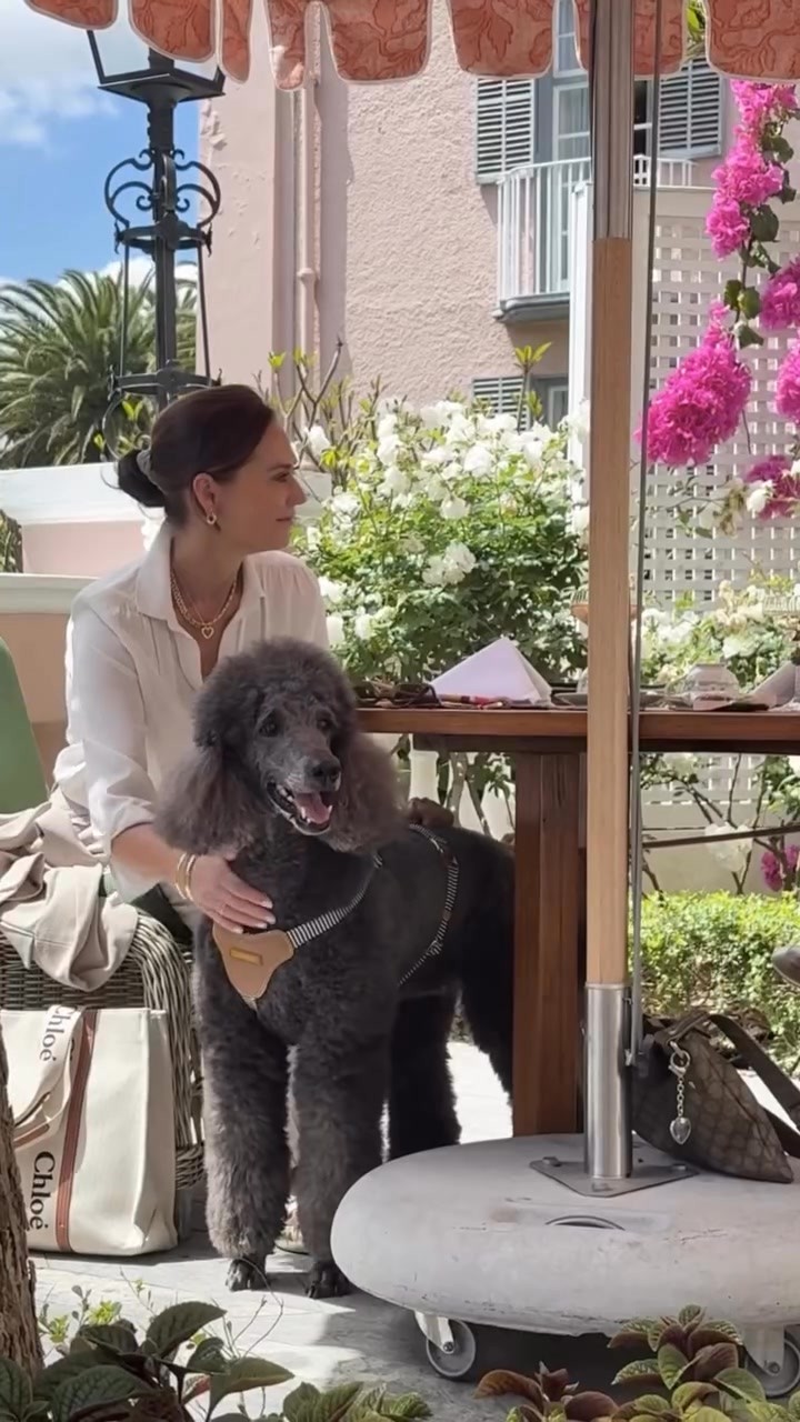 Chommies Facebook ad: Covered in Style with MediPet & Chommies