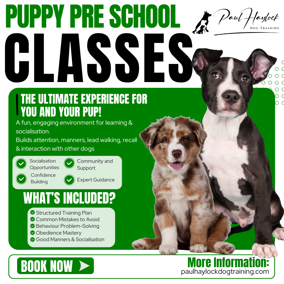 Paul Haylock Dog Training Facebook ad: PUPPY CLASSES