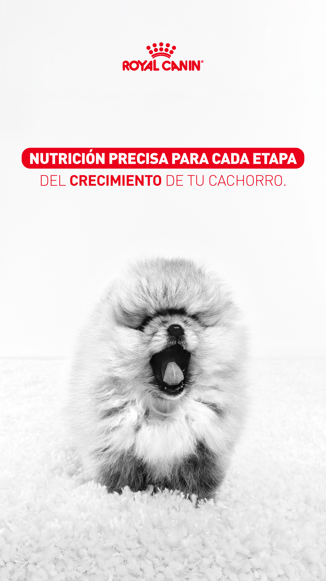 Royal Canin Facebook ad from Apr 17, 2026
