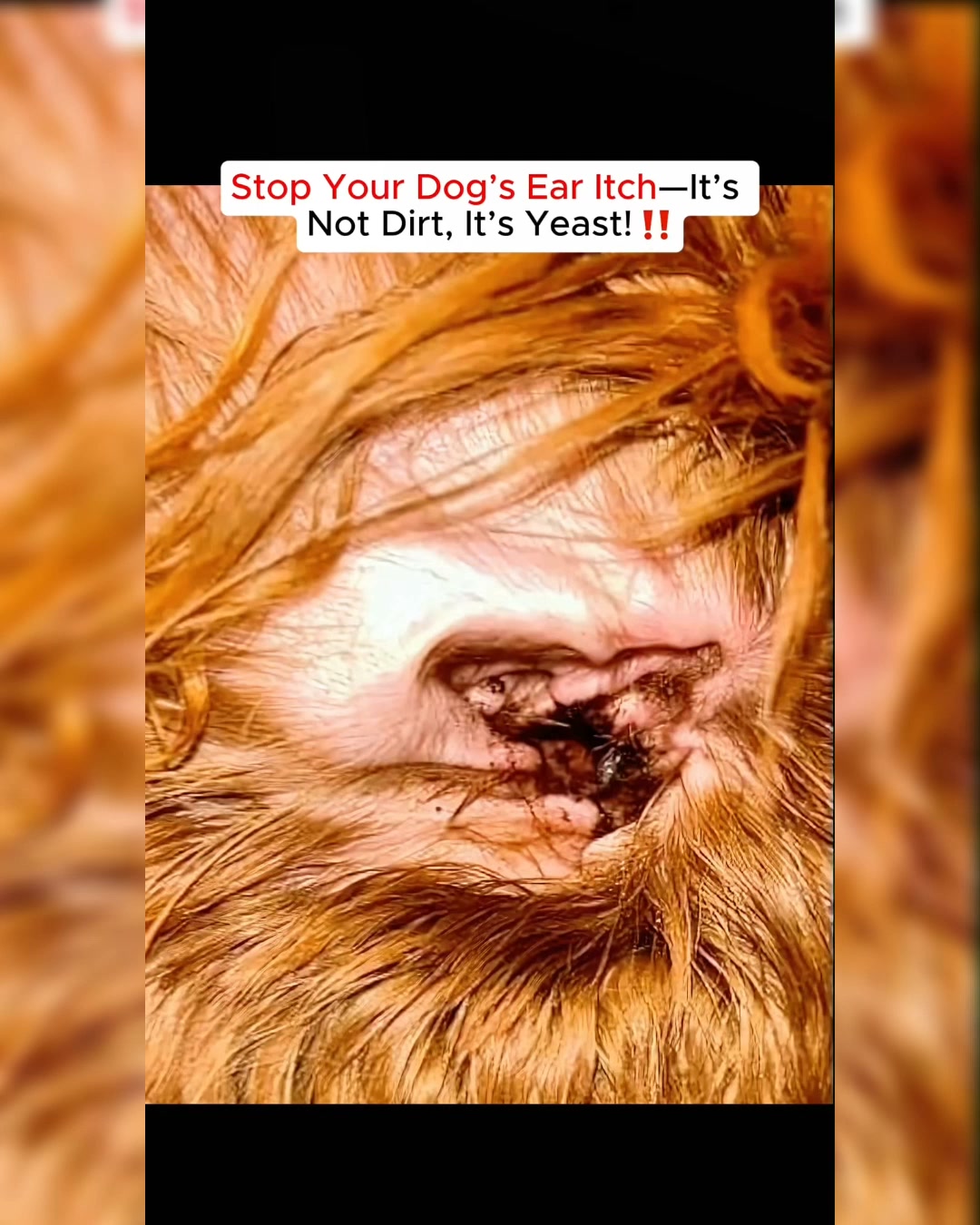 Paws & Tales Facebook ad: Stop Ignoring Your Dog’s Ear Problems