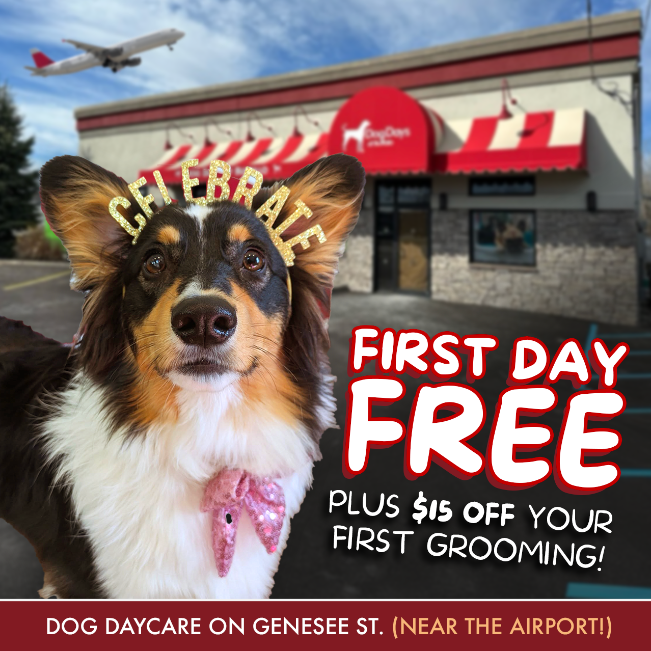 Dog Days of Buffalo Facebook ad: Dog Daycare & Grooming Offer