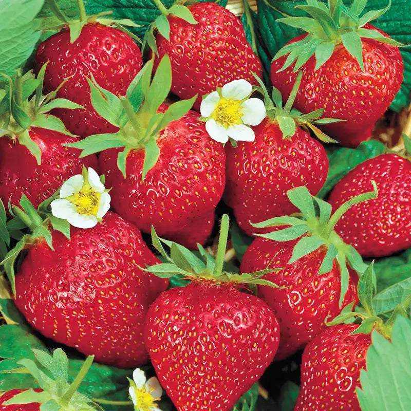 Gurney's Seed and Nursery Co. Facebook ad