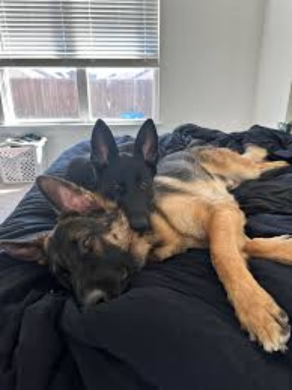 Rebecca Grayson Facebook ad: Best Bed Sheets To Repel Dog Hair
