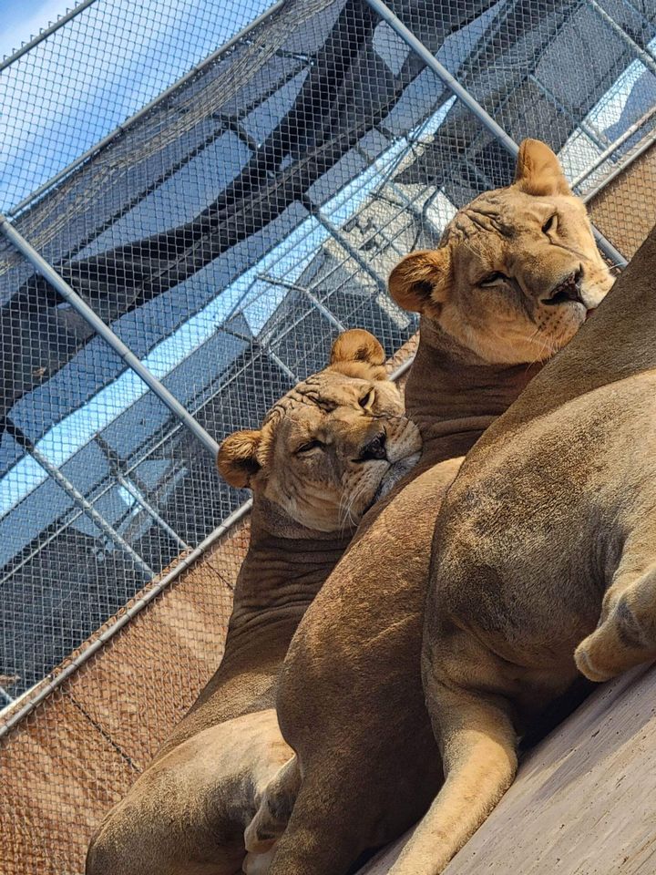 Lion Habitat Ranch, Inc. Facebook ad: The Lion Habitat Ranch is a federal 501(c)3…