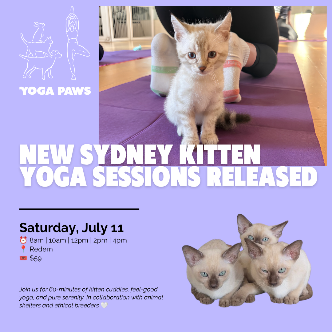 Yoga Paws Facebook ad