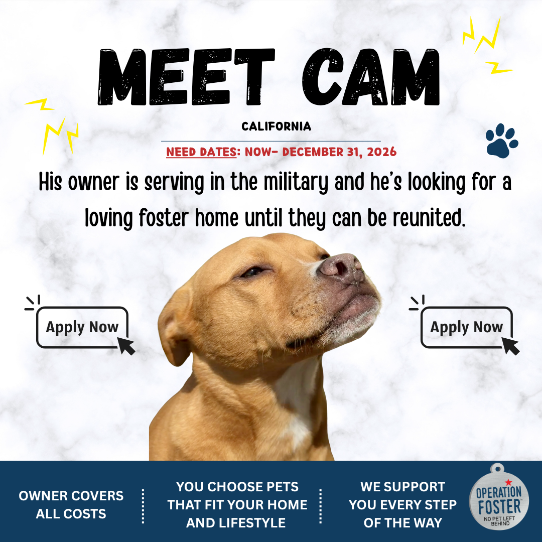 Operation Foster Facebook ad: Apply to Foster Cam Today