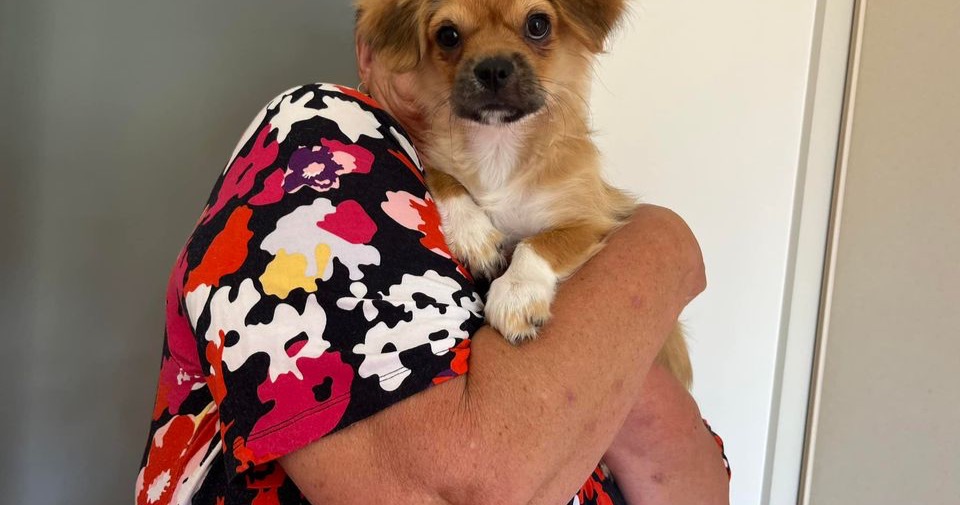 Mels pet grooming and dog training Facebook ad from Feb 3, 2023