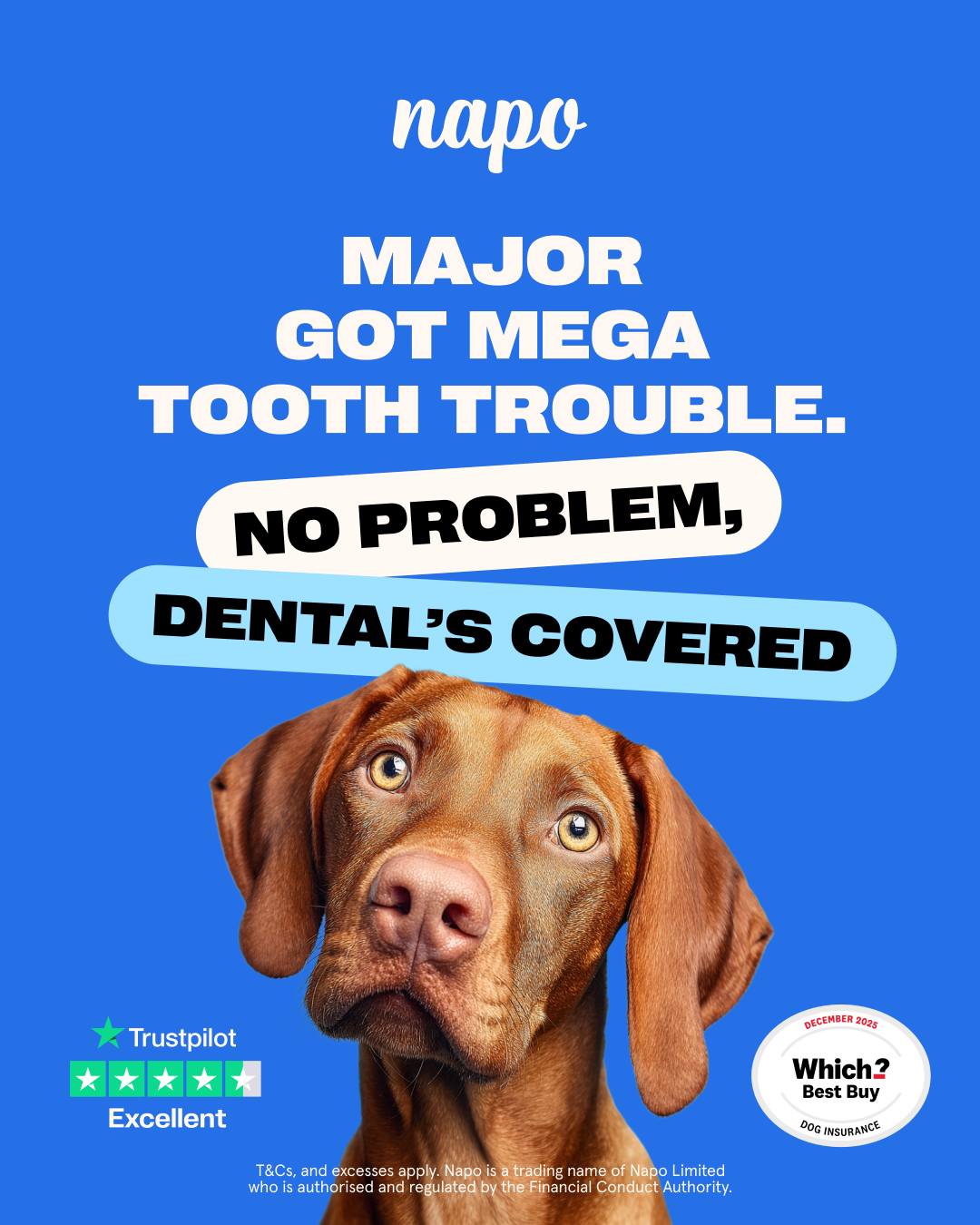Napo Pet Insurance Facebook ad