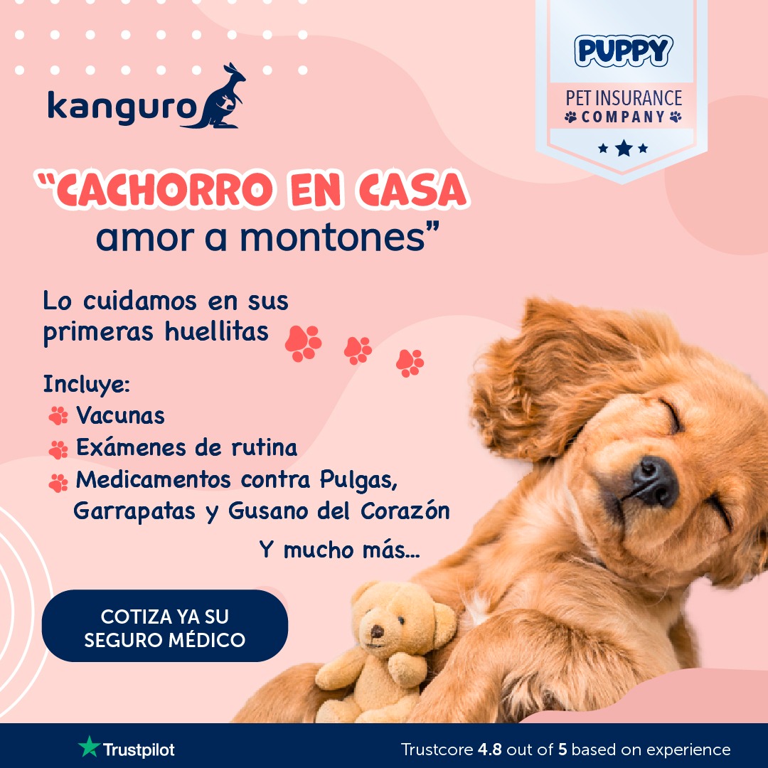 Kanguro Insurance Facebook ad: Un hogar lleno de nuevas patitas