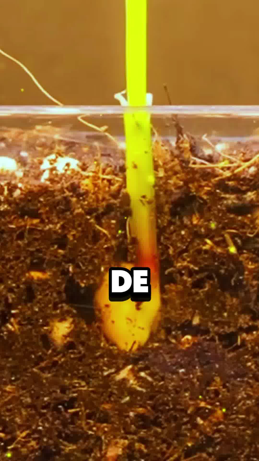 Eleveit Mex Facebook ad: Energía Natural en Cada Gomita