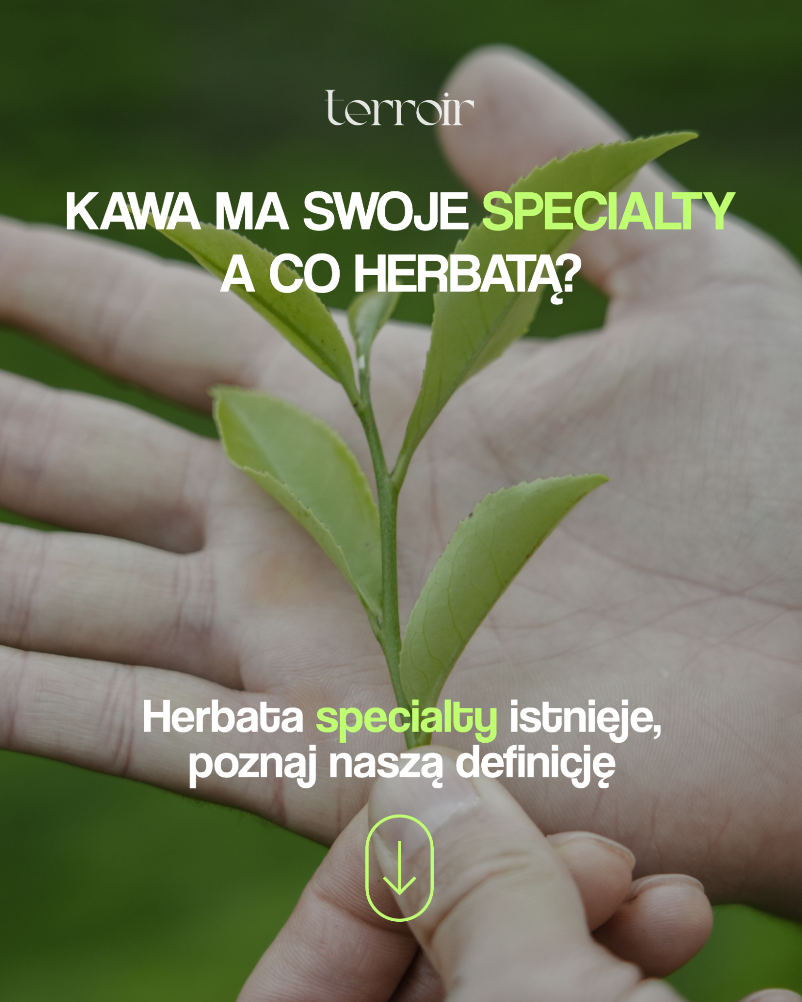 Terroir Facebook ad: Kawa ma specialty. A ty?