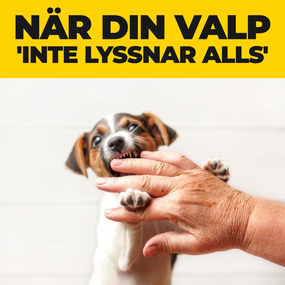 Dog in Work Facebook ad: Den enda valpkursen du behöver