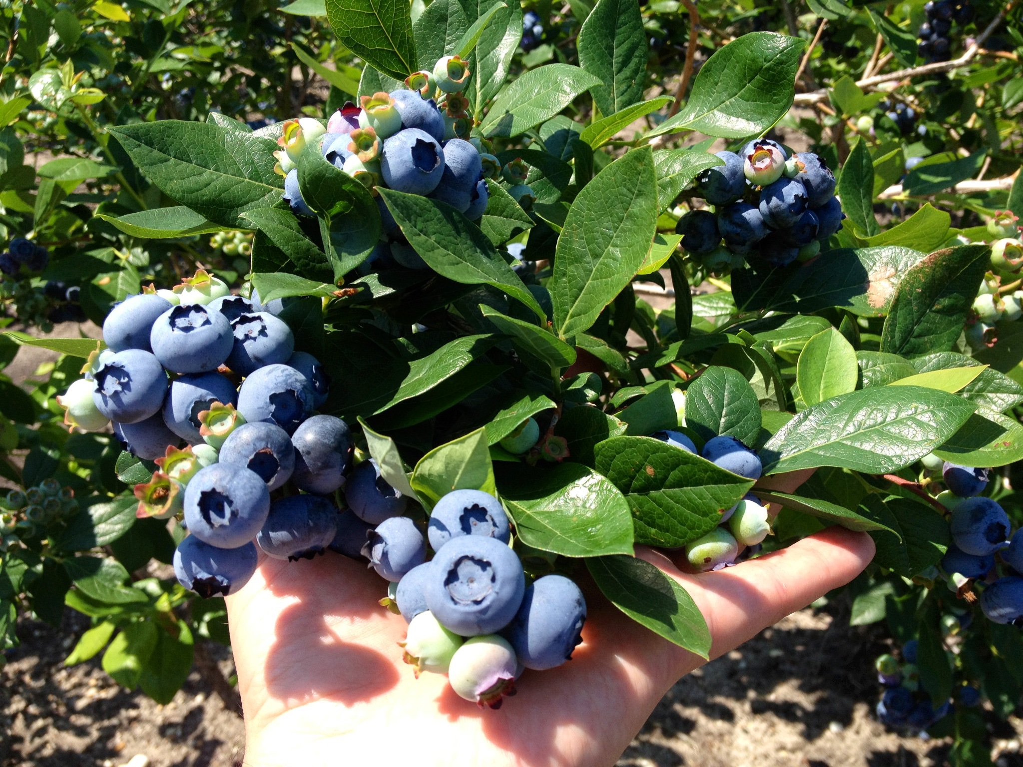 Anthony DiMeo III Facebook ad: BLUEBERRY BUSHES (ORGANIC, Non-GMO, Heirloom) Ready to…