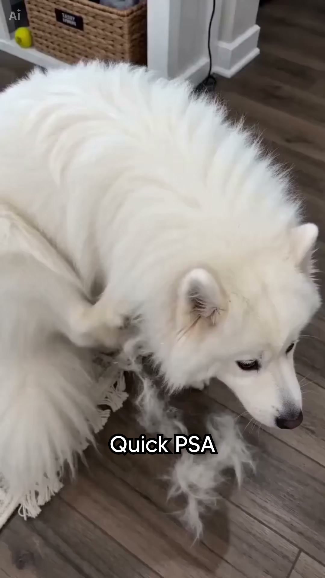 Proud Dog Parents Facebook ad: Stop The Scratching, BUY 2 GET 1 FREE