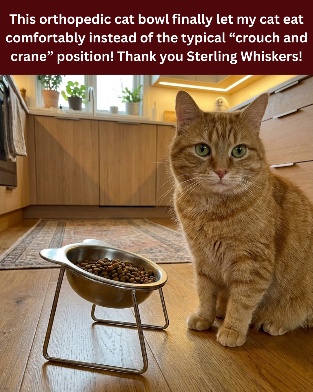 The Friendly Feline Facebook ad: Read this if you still use a standard cat bowl