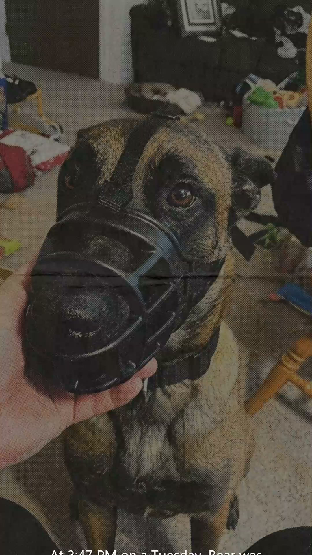 Lakeview Animal Hospital Facebook ad: 79% of reactive dogs in training had this gut issue. Three…
