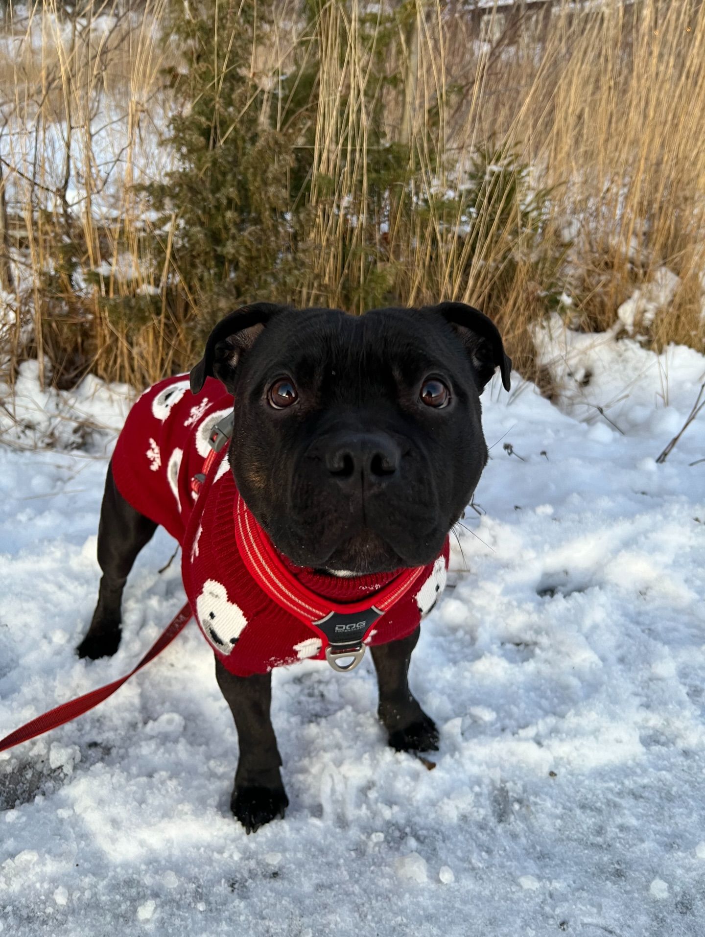 Spark Paws Facebook ad