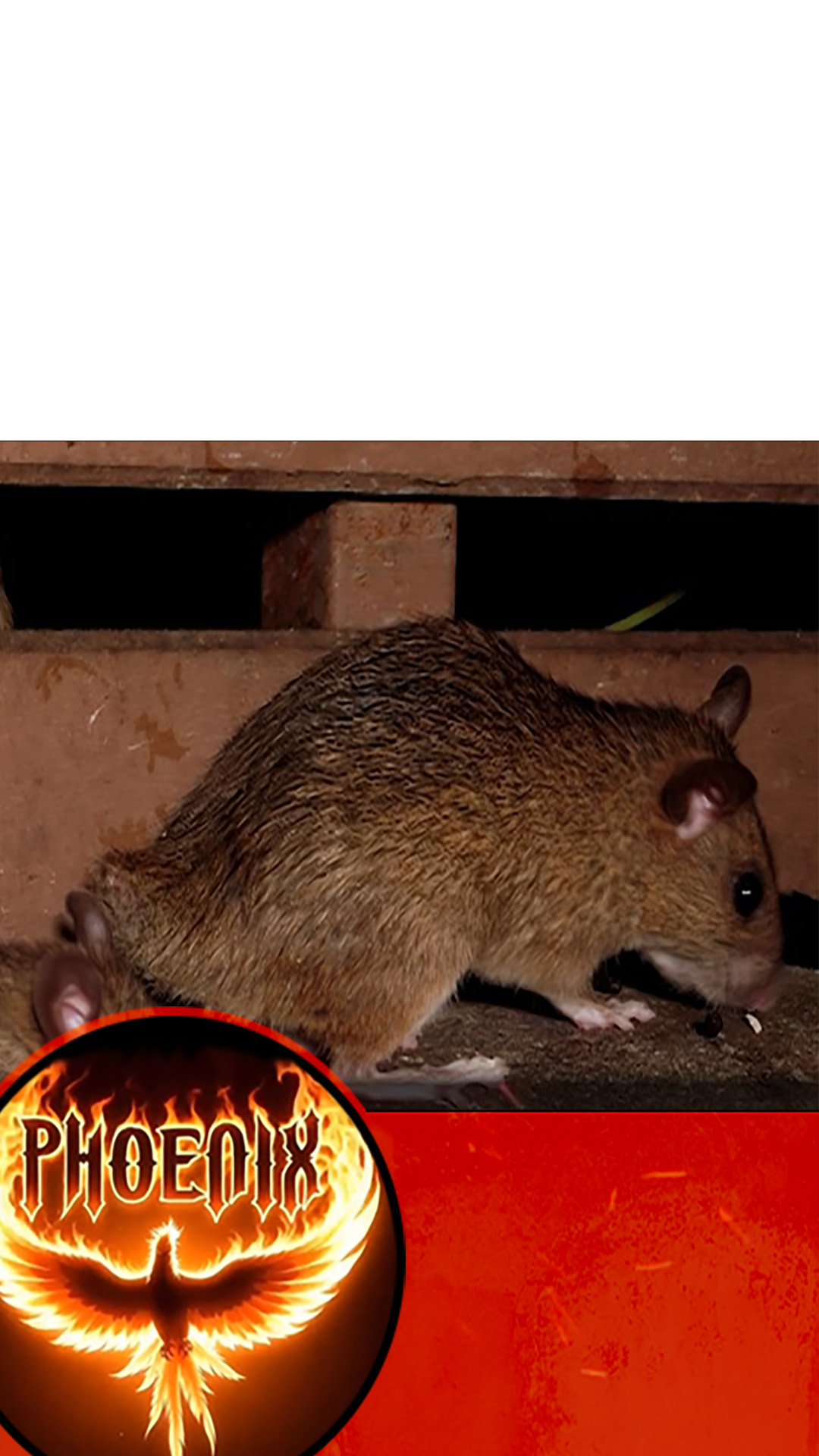 Phoenix Pest Management & Wildlife Control Facebook ad