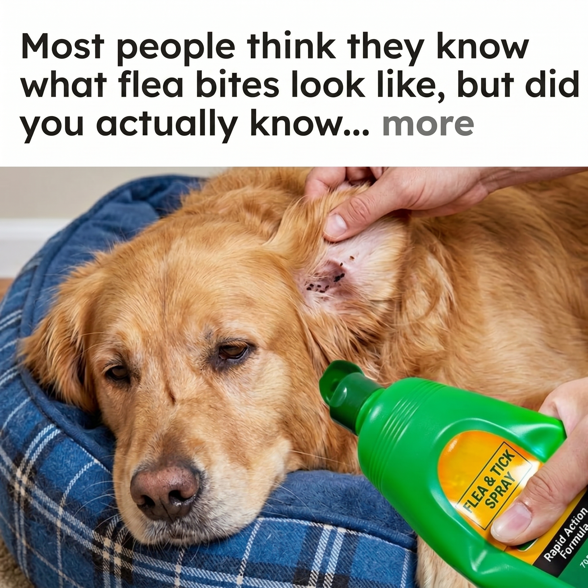 We Hate Pests Facebook ad