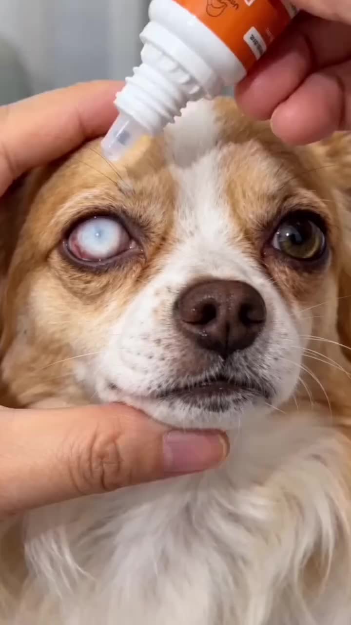 Allwish Facebook ad: Soothing Eye Drops for Pets, Fast Relief & Vet-Approved!