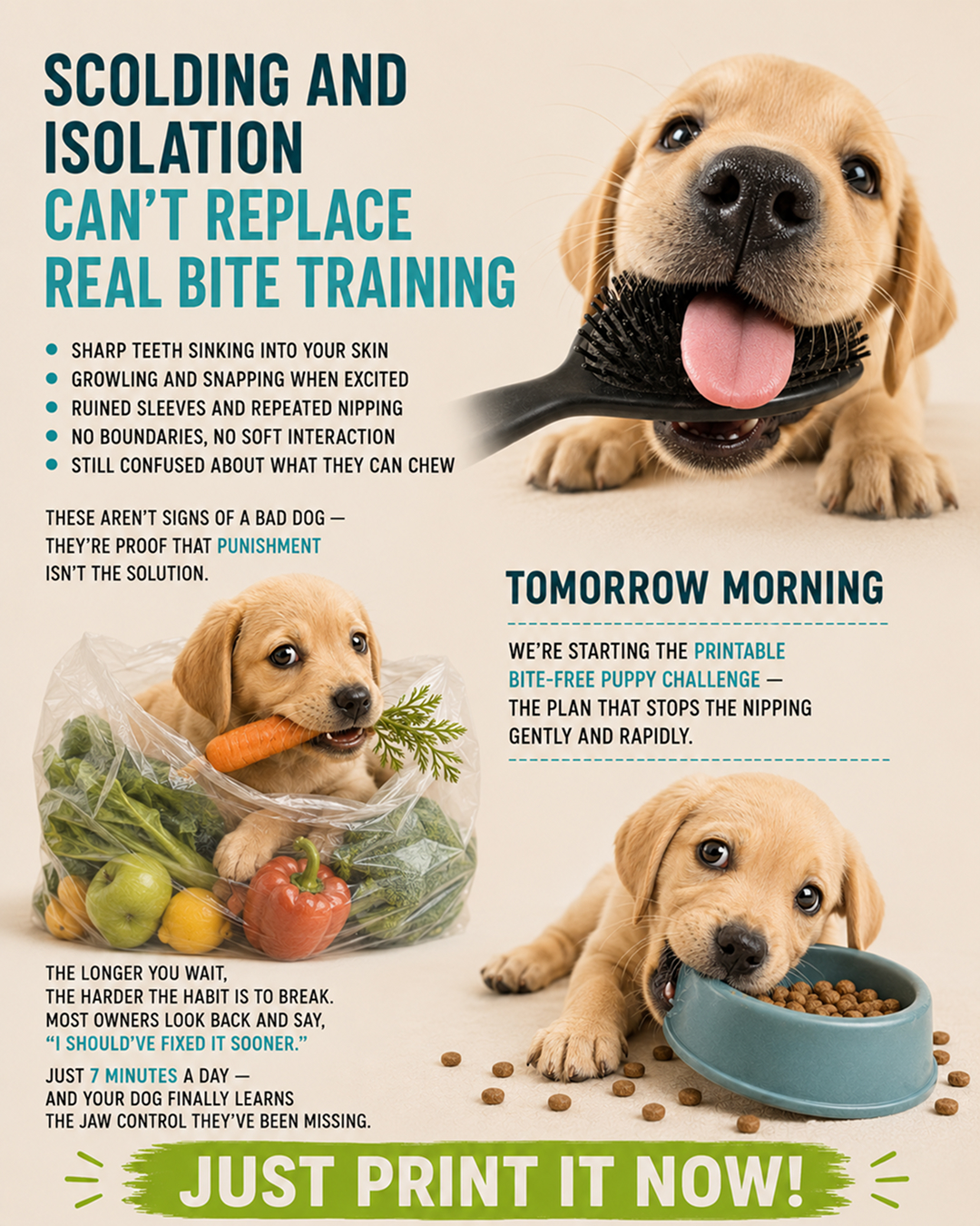 Ben Your Puppy Trainer Facebook ad